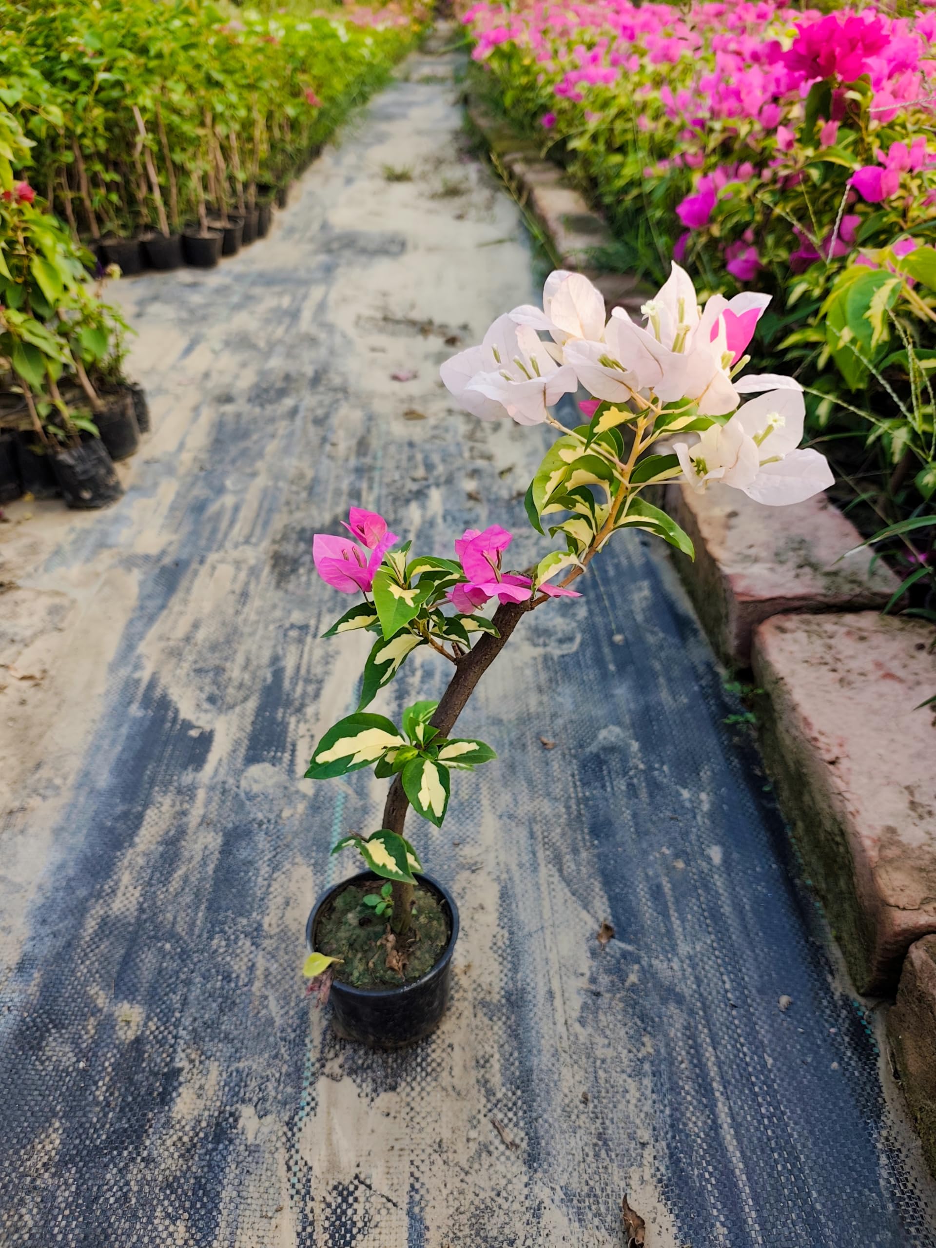 Climbing Bougainvillea Flower seeds for Planting Low Maintenance, Heirloom & GMO Free Seeds for Home Garden vegetable and garden seeds