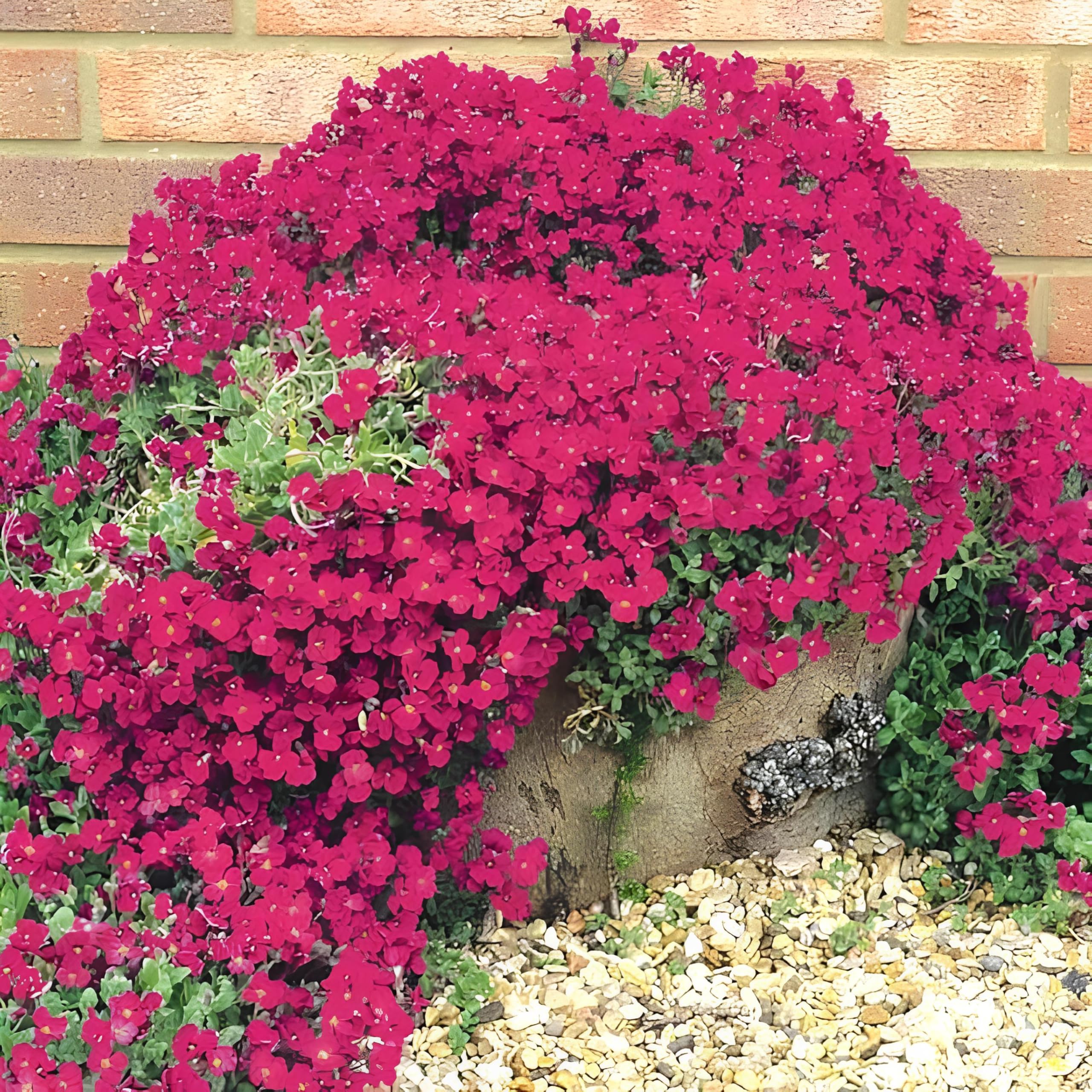 Premium Aubrieta Berro Flower seeds for Planting Shade Tolerant, Heirloom & GMO Free Seeds for Home Garden seeds