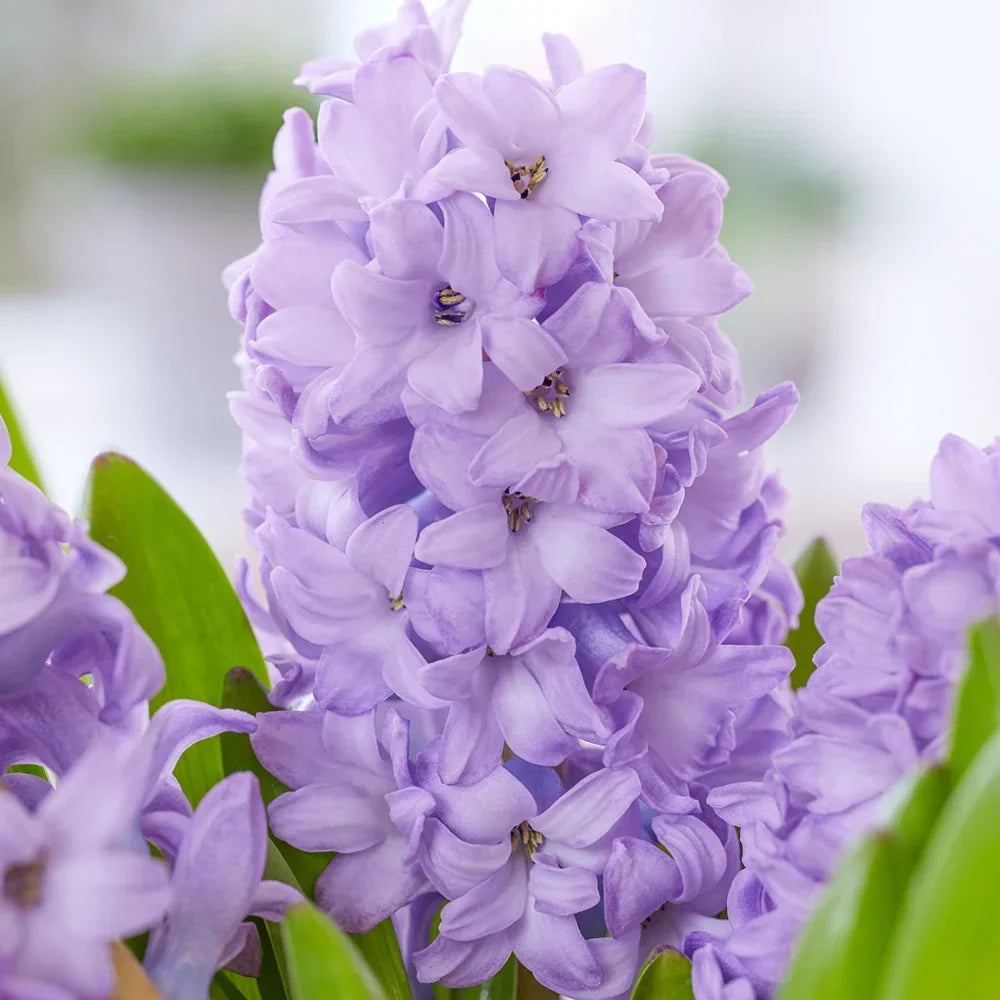 Lavender Hyacinth Flower seeds for Planting Perfect for Borders, Heirloom & GMO Free Seeds for Home Garden vegetable and garden seeds