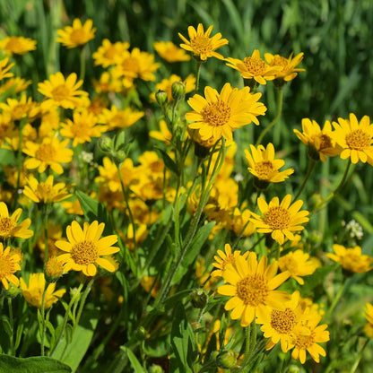 Arnica Montana Flower seeds for Planting Wildflower Mix, Heirloom & GMO Free Seeds for Home Garden seeds for planting