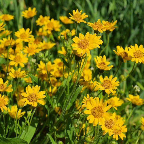 Arnica Montana Flower seeds for Planting Wildflower Mix, Heirloom & GMO Free Seeds for Home Garden seeds for planting