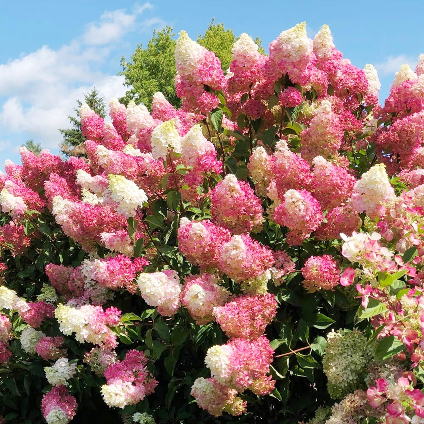 Vanilla Strawberry Hydrangea Flower seeds for Planting - Fragrant Blossoms, Heirloom & GMO Free Seeds for Home Garden