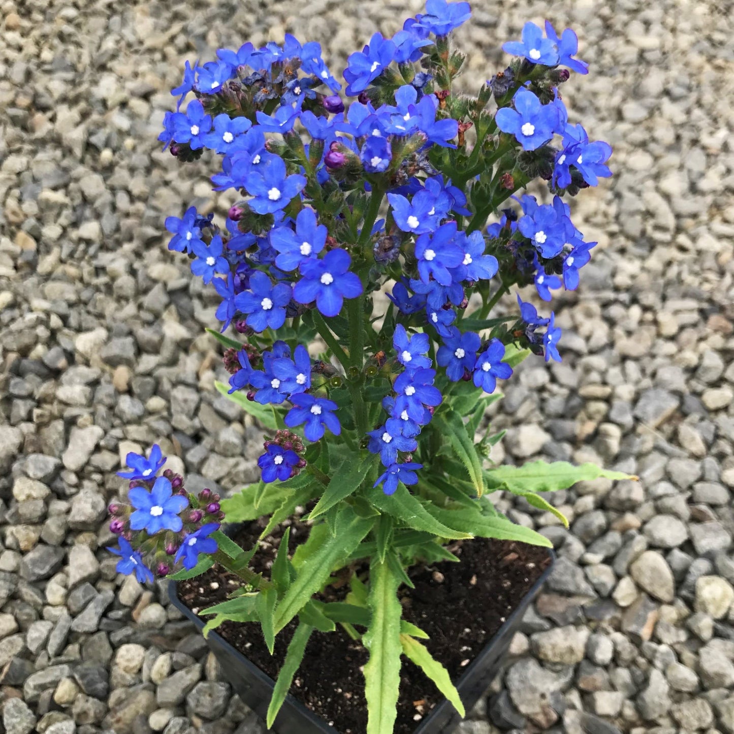 Anchusa Flower seeds for Planting Drought Tolerant Heirloom & GMO Free Seeds for Home Garden