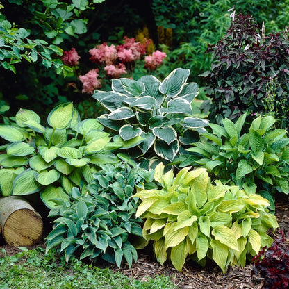 Hosta Flower seeds for Planting - Drought Tolerant, Heirloom & GMO Free Seeds for Home Garden
