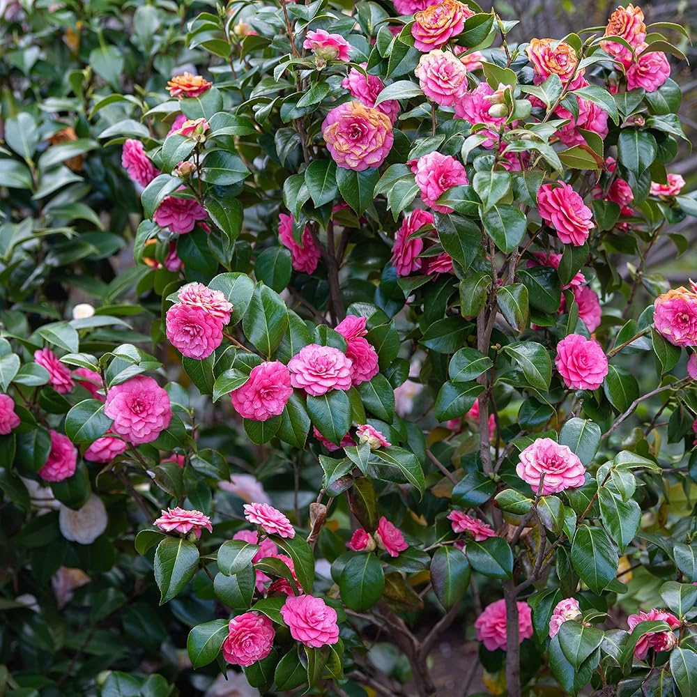 Camelia Flower seeds for Planting Drought Tolerant Heirloom & GMO Free Seeds for Home Garden