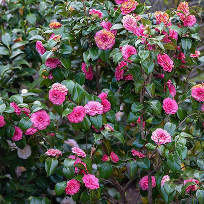 Camelia Flower seeds for Planting Drought Tolerant Heirloom & GMO Free Seeds for Home Garden
