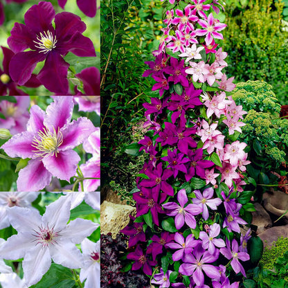 Heirloom Clematis Flower seeds for Planting Wildflower Mix Heirloom & GMO Free Seeds for Home Garden