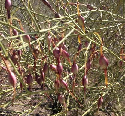 Desert Ironwood Tree Seeds – Heirloom Non-GMO Seeds for Home Garden Planting
 
 Sale seeds for home garden