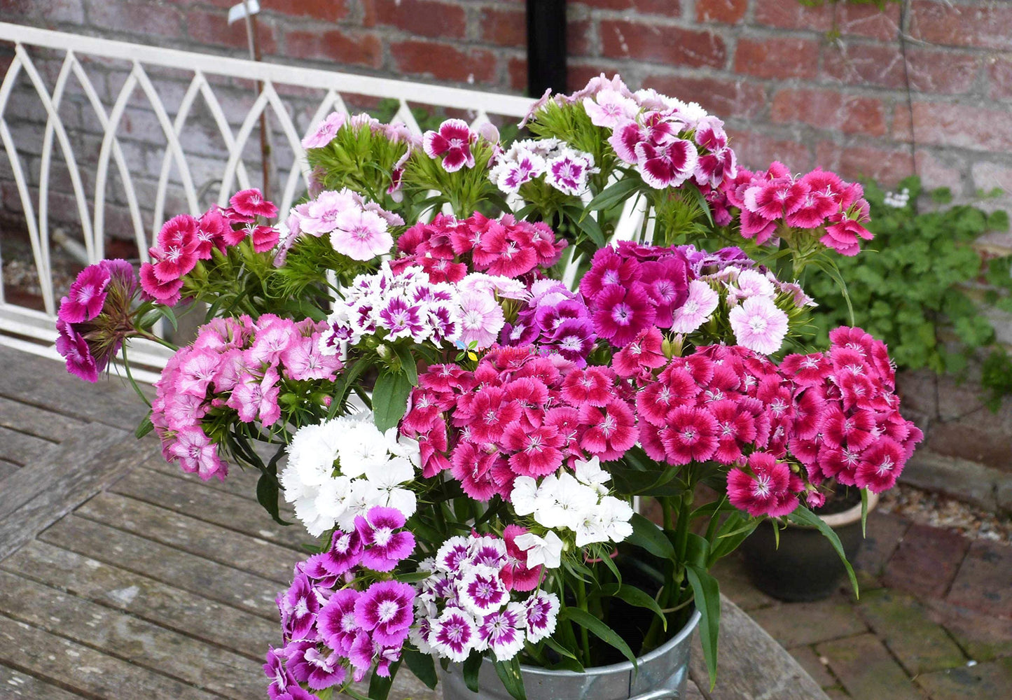 Dianthus Barbatus Flower seeds for Planting, Colorful Display Heirloom & GMO Free Seeds for Home Garden