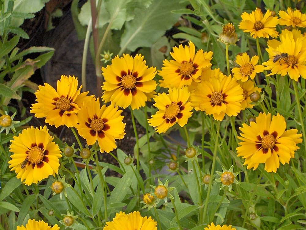Yellow Coreopsis Flower seeds for Planting Wildflower Mix, Heirloom & GMO Free Seeds for Home Garden vegetable and garden seeds
