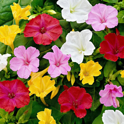 Heirloom Mirabilis Jalapa Flower seeds for Planting Easy to Grow Heirloom & GMO Free Seeds for Home Garden