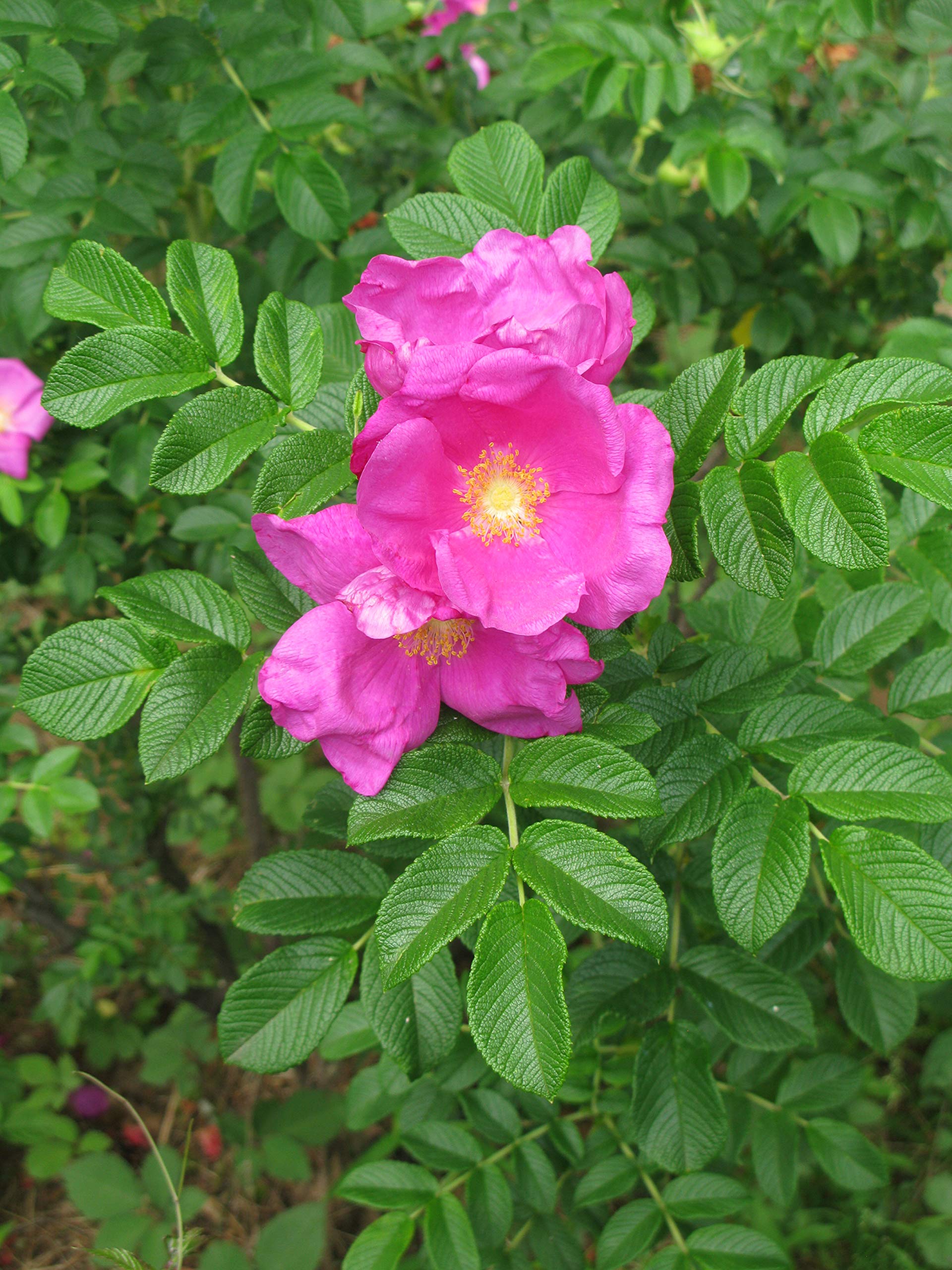 Premium Kartoffelrose Flower seeds for Planting Colorful Display, Heirloom & GMO Free Seeds for Home Garden seeds