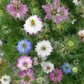 Damascena Flower seeds for Planting Hardy Variety, Heirloom & GMO Free Seeds for Home Garden seeds for planting