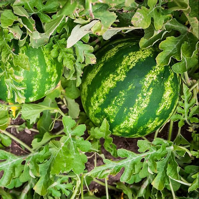 Green Watermelon Seeds Planting Pack