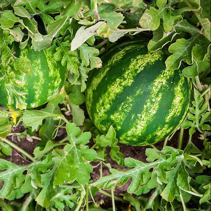 Green Watermelon Seeds Planting Pack