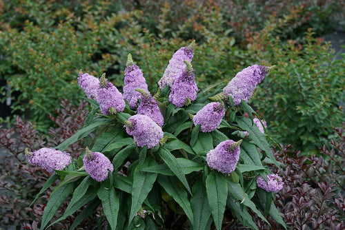 Premium Bush Buddleia Flower seeds for Planting Shade Tolerant, Heirloom & GMO Free Seeds for Home Garden seeds
