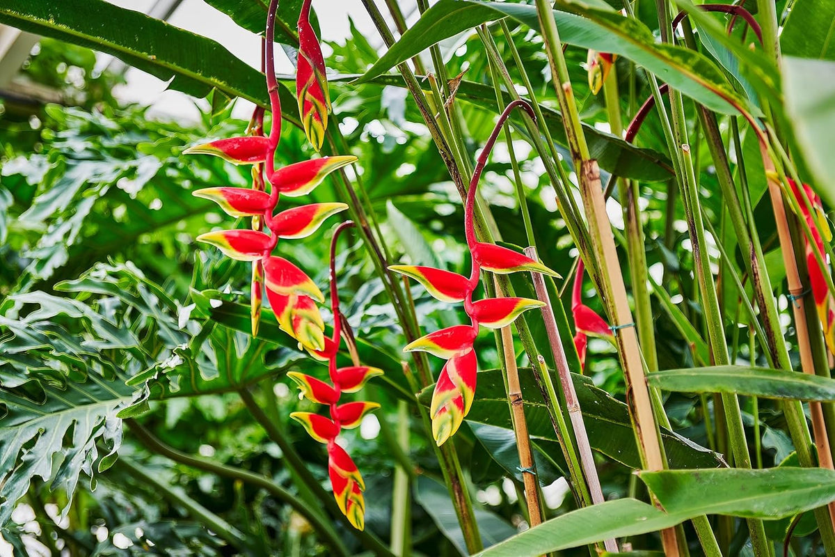 Heliconia Rostrata Flower seeds for Planting - Low Maintenance, Heirloom & GMO Free Seeds for Home Garden
 
 Sale seeds for home garden