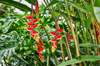 Heliconia Rostrata Flower seeds for Planting - Low Maintenance, Heirloom & GMO Free Seeds for Home Garden
 
 Sale seeds for home garden