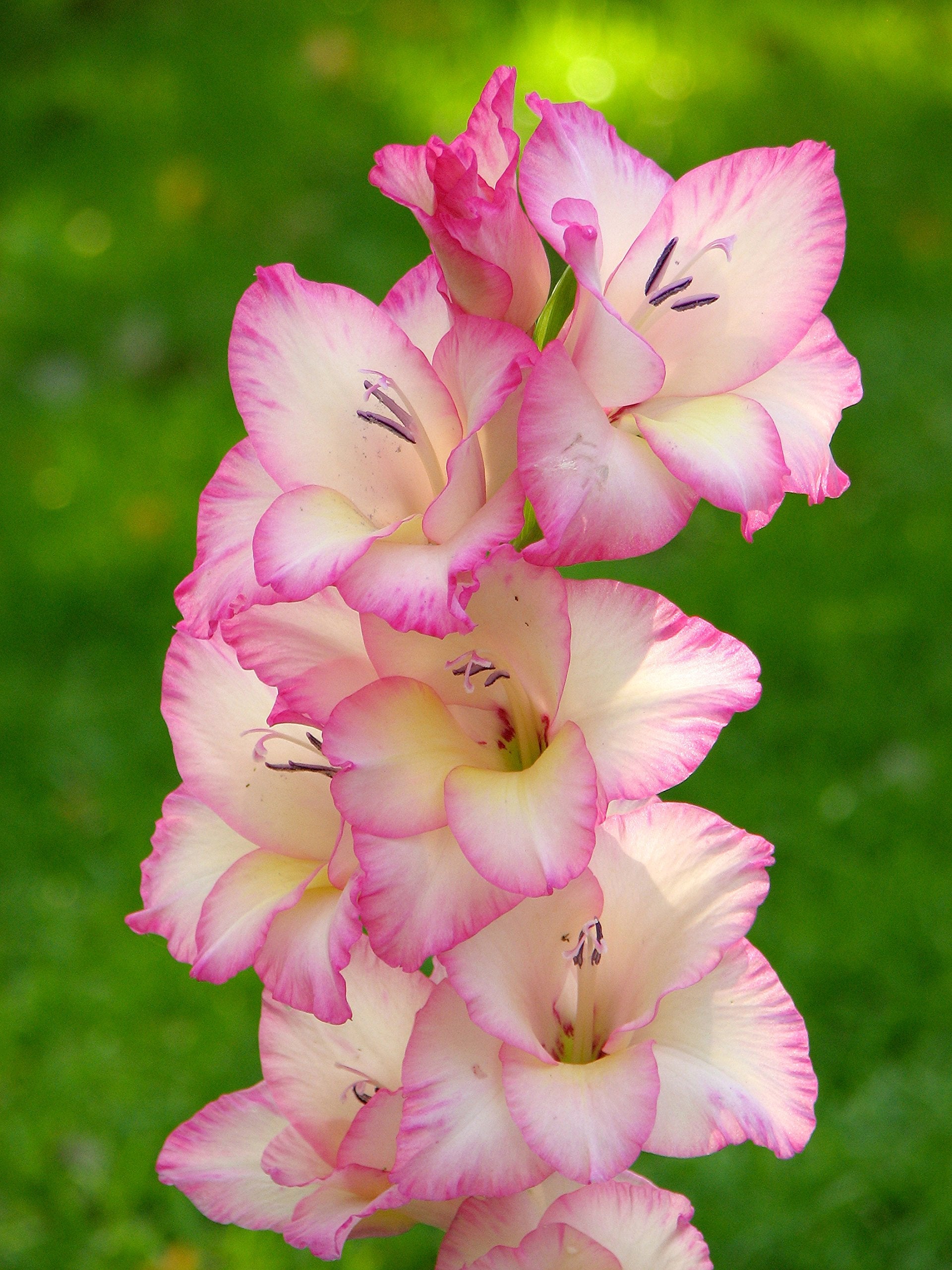 Premium White Pink Perennial Gladiolus Flower seeds for Planting Low Maintenance, Heirloom & GMO Free Seeds for Home Garden seeds