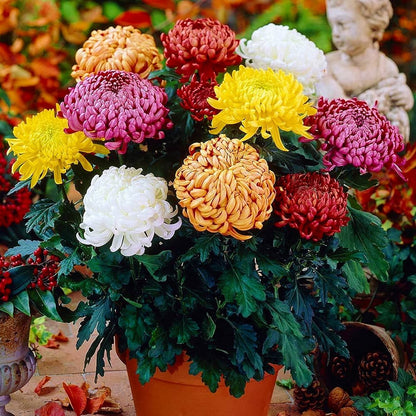 Mums Flower seeds for Planting Perfect for Borders Heirloom & GMO Free Seeds for Home Garden