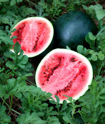 Watermelon Seeds - Sugar Baby Bush