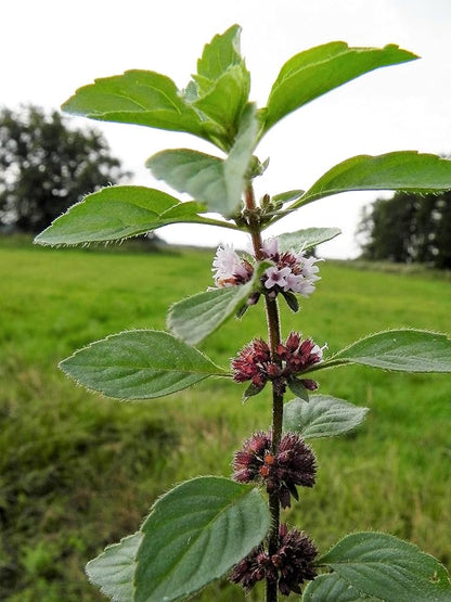 White Wood Mint (Mentha arvensis) Wild Field Herb Flower Seeds