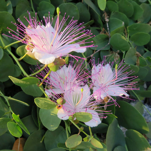 Caper Flower seeds for Planting Premium Quality, Heirloom & GMO Free Seeds for Home Garden seeds for planting