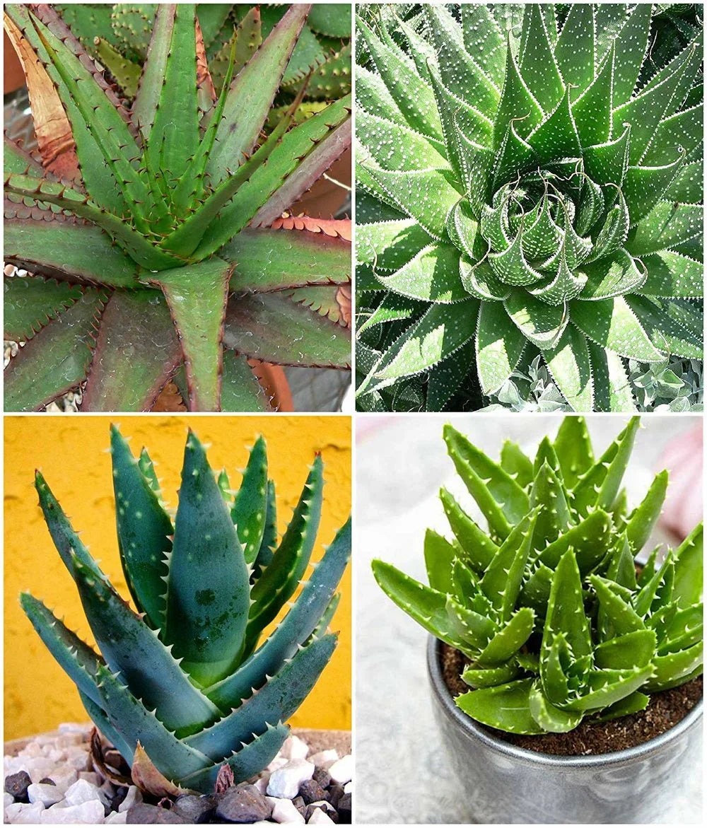 Mixed Aloe Vera Flower seeds for Planting - Cottage Garden Essential, Heirloom & GMO Free Seeds for Home Garden