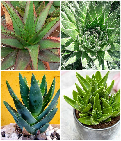 Mixed Aloe Vera Flower seeds for Planting - Cottage Garden Essential, Heirloom & GMO Free Seeds for Home Garden