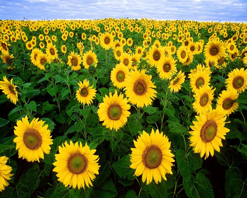 Sunflower Seeds For Planting - Bright Yellow Variety Flower