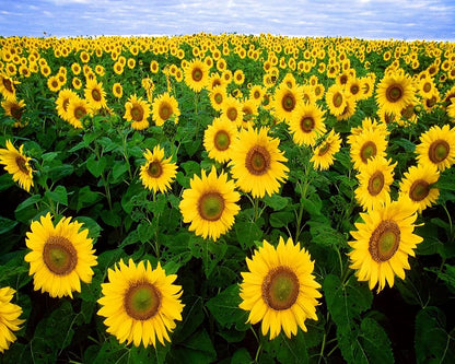 Sunflower Seeds For Planting - Bright Yellow Variety Flower