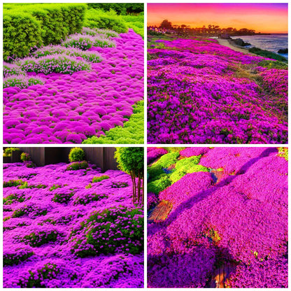 Mix Creeping Thyme Flower seeds for Planting - Sun Loving, Heirloom & GMO Free Seeds for Home Garden