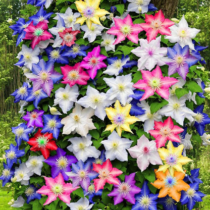 Clematis Flower seeds for Planting Colorful Display Heirloom & GMO Free Seeds for Home Garden