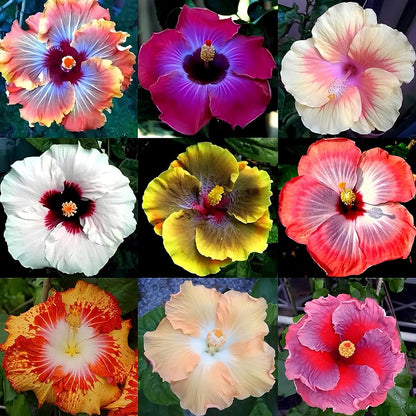 Hibiscus Flower Seed Flower seeds for Planting Easy to Grow Heirloom & GMO Free Seeds for Home Garden