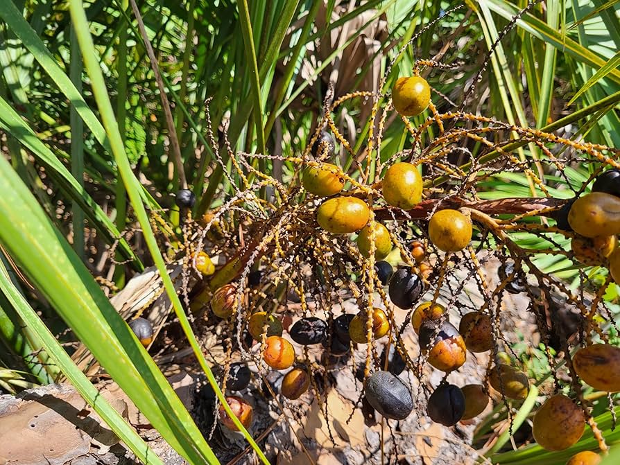 Silver Saw Palmetto (Serenoa Repens) American Dwarf Palm Tree Shrub – Edible Fruit Seeds