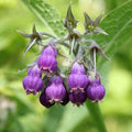Purple Symphytum Flower seeds for Planting Colorful Display, Heirloom & GMO Free Seeds for Home Garden seeds for planting