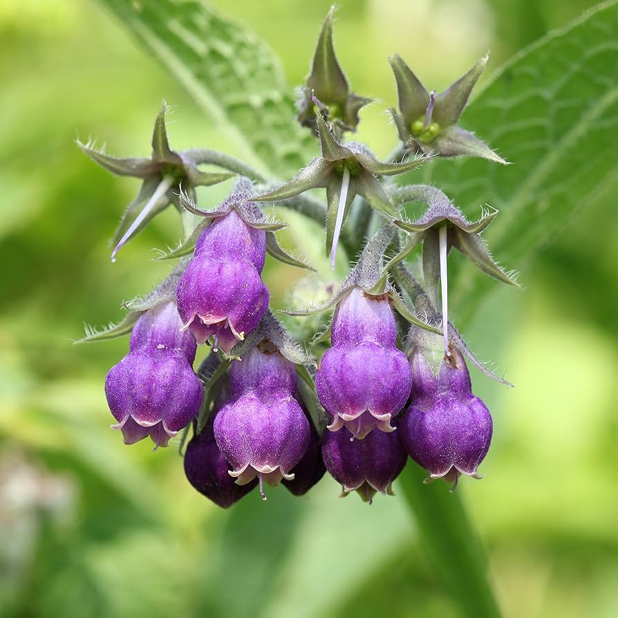 Purple Symphytum Flower seeds for Planting Colorful Display, Heirloom & GMO Free Seeds for Home Garden seeds for planting