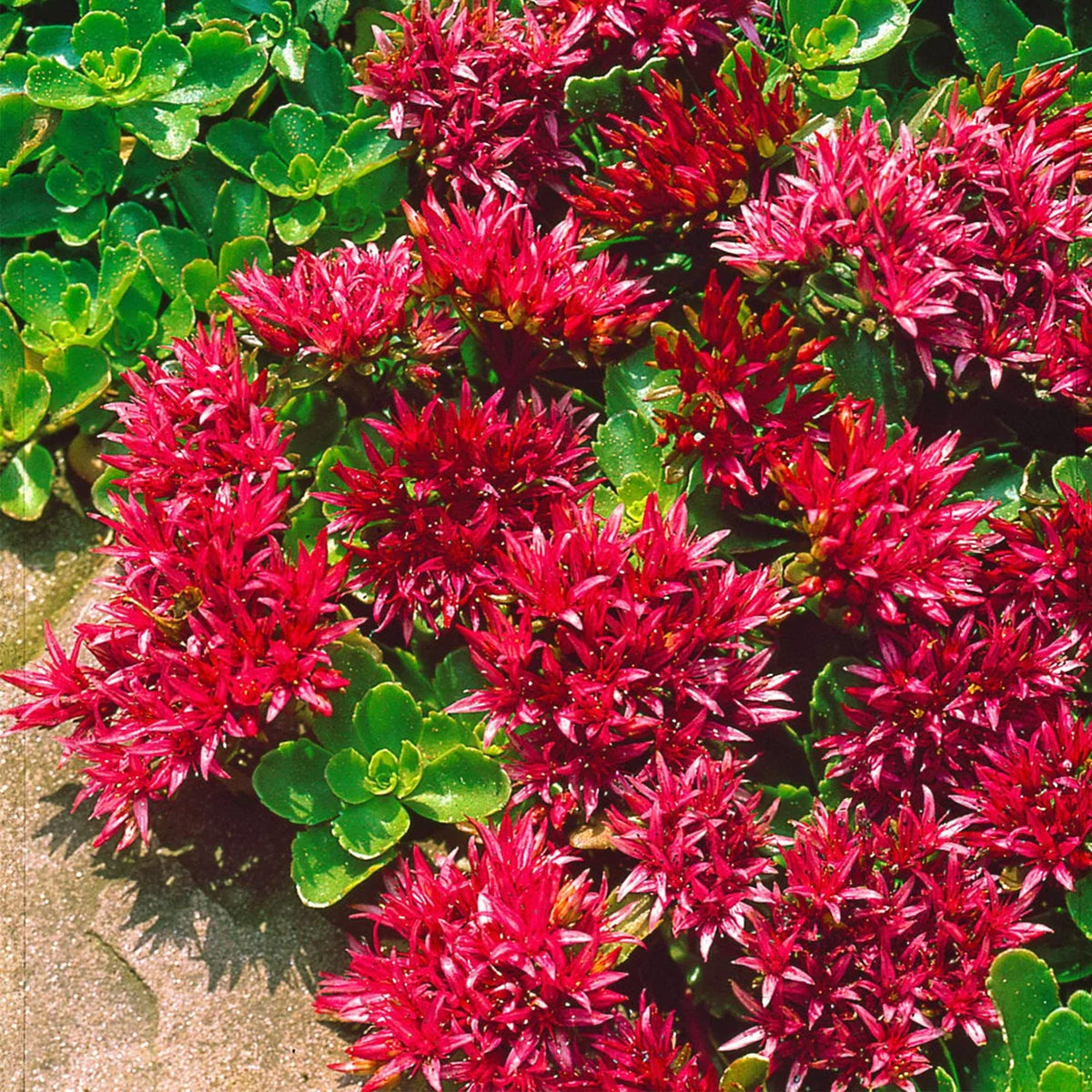 Sedum (Sedum Ground) seeds for planting in home garden