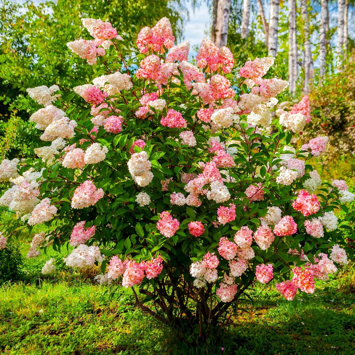 Vanilla Strawberry Hydrangea Flower seeds for Planting - Fragrant Blossoms, Heirloom & GMO Free Seeds for Home Garden