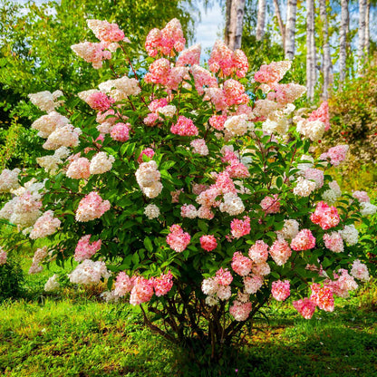 Vanilla Strawberry Hydrangea Flower seeds for Planting - Fragrant Blossoms, Heirloom & GMO Free Seeds for Home Garden