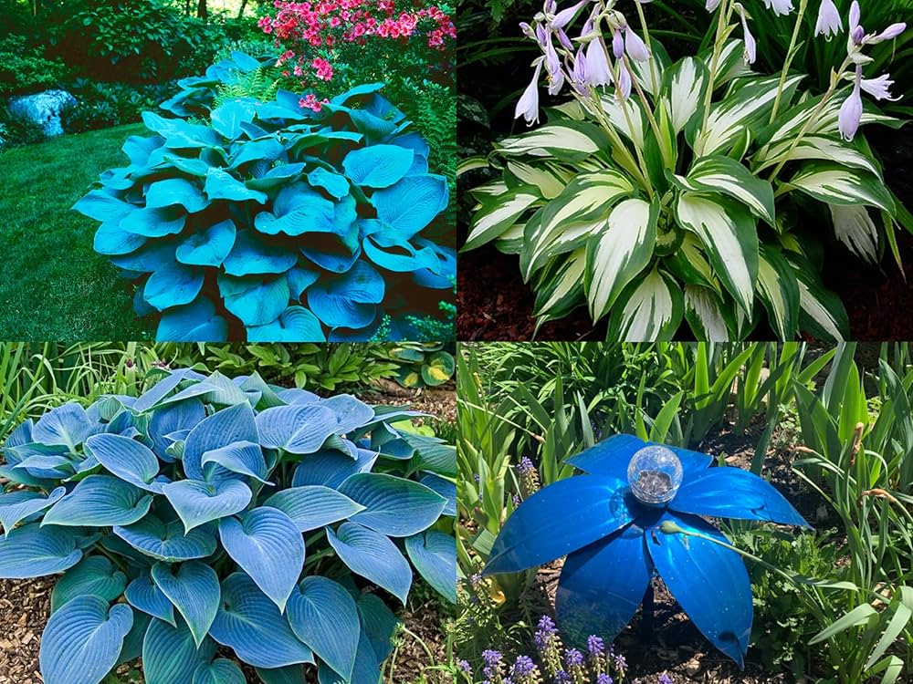 Hosta Flower seeds for Planting Sun Loving Heirloom & GMO Free Seeds for Home Garden