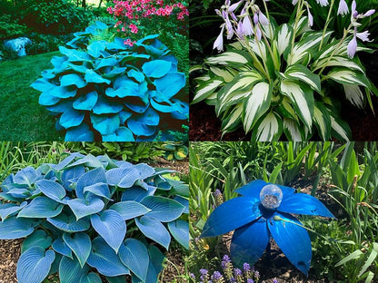 Hosta Flower seeds for Planting Sun Loving Heirloom & GMO Free Seeds for Home Garden