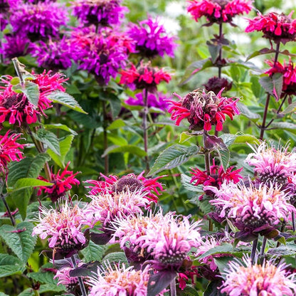 Mixed Monarda Didyma Flower seeds for Planting - Wildflower Mix, Heirloom & GMO Free Seeds for Home Garden