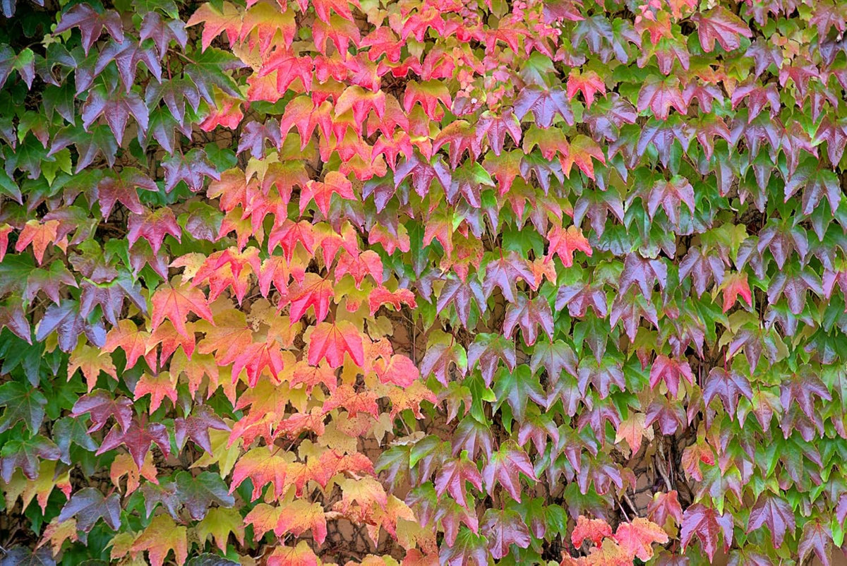 Multi Colored Boston Ivy Flower seeds for Planting Hardy Variety, Heirloom & GMO Free Seeds for Home Garden seeds for planting