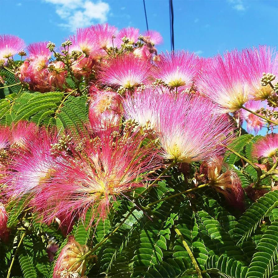 Perfume Albizia Mimosa Flower seeds for Planting Pollinator Friendly Heirloom & GMO Free Seeds for Home Garden
