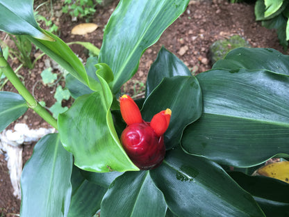 Costus Flower seeds for Planting Garden Favorite Heirloom & GMO Free Seeds for Home Garden