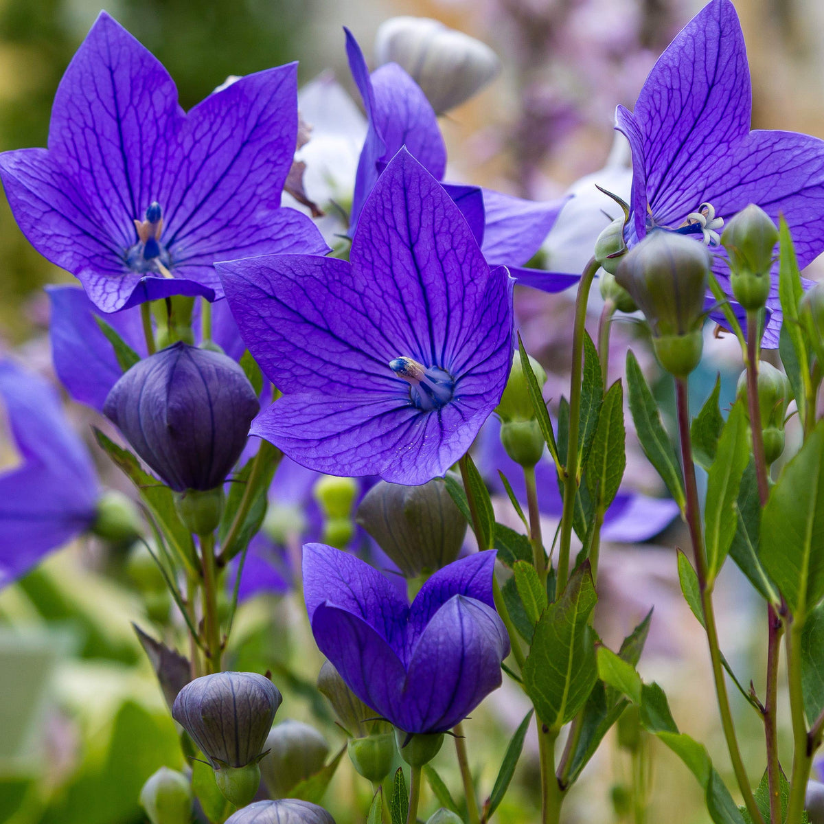 Balloon (Balloon Flower) seeds for planting in home garden