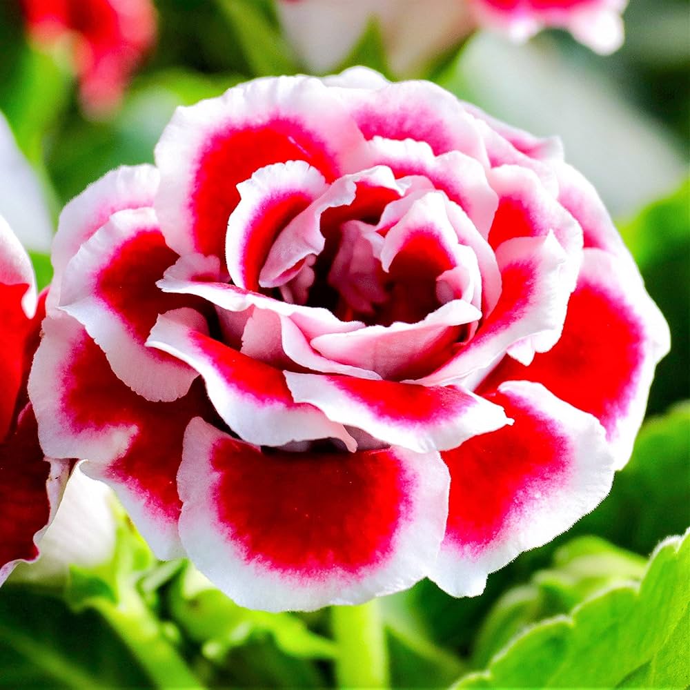 Pink Gloxinia Brocade Flower seeds for Planting Drought Tolerant, Heirloom & GMO Free Seeds for Home Garden seeds for planting