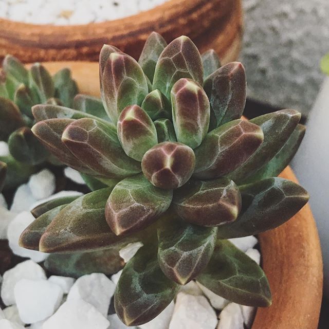 Pachyphytum Compactum Flower seeds for Planting Seasonal Bloomer Heirloom & GMO Free Seeds for Home Garden