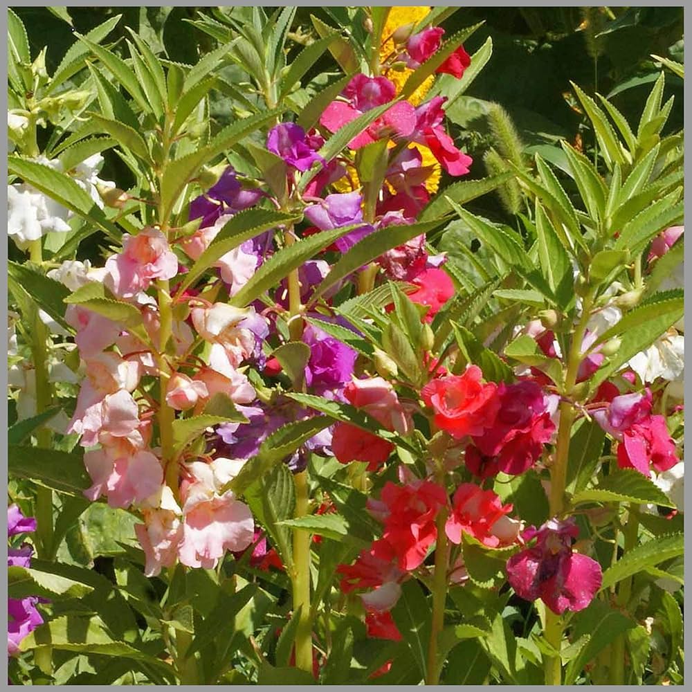 Full Pink Balsamine Flower seeds for Planting Long Bloom Season, Heirloom & GMO Free Seeds for Home Garden vegetable and garden seeds